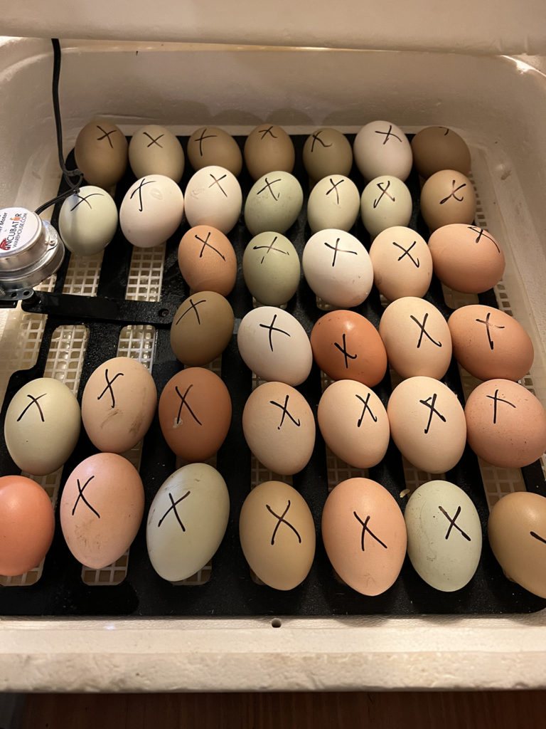 eggs for hatching