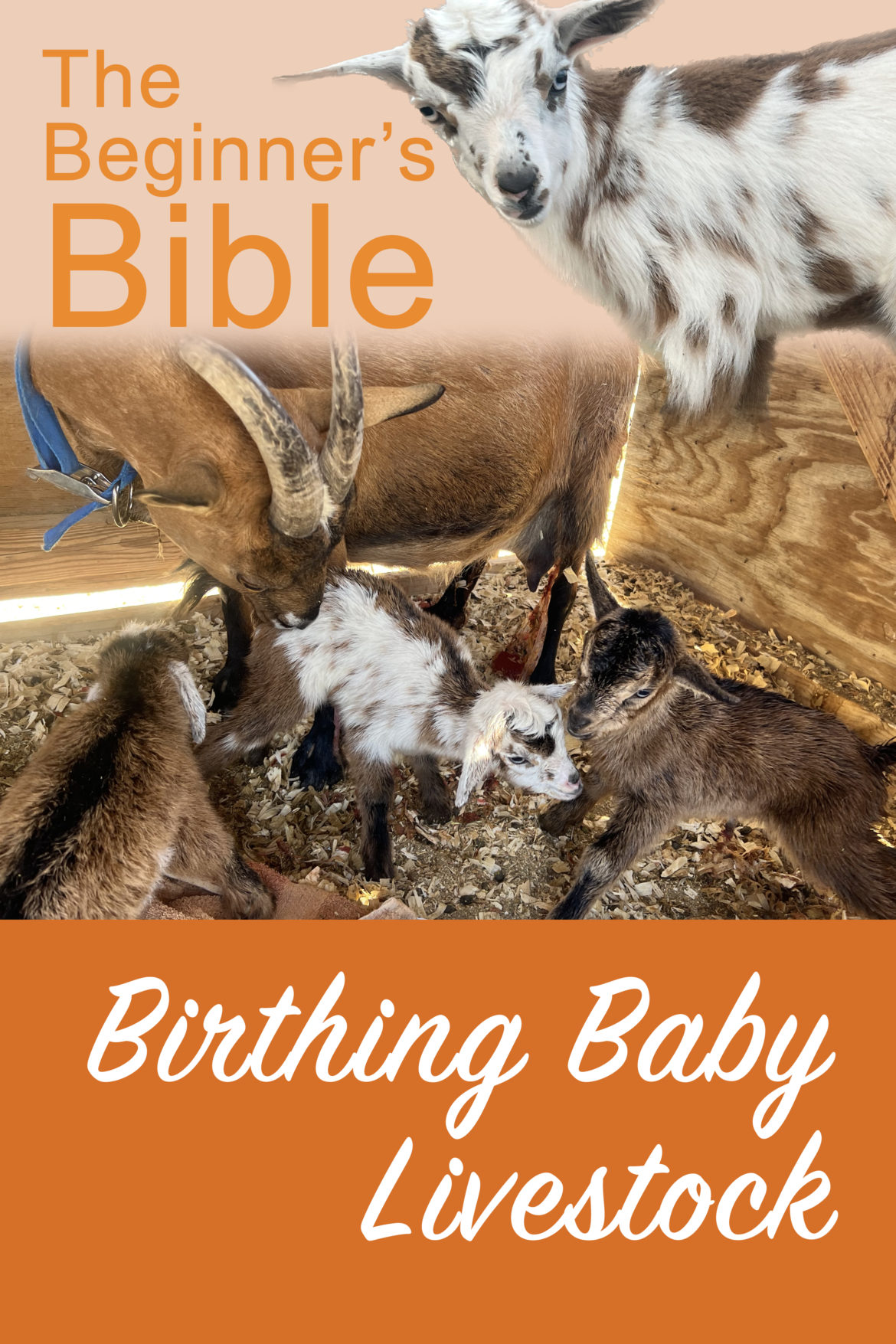 What you Need to know NOW for Birthing Livestock