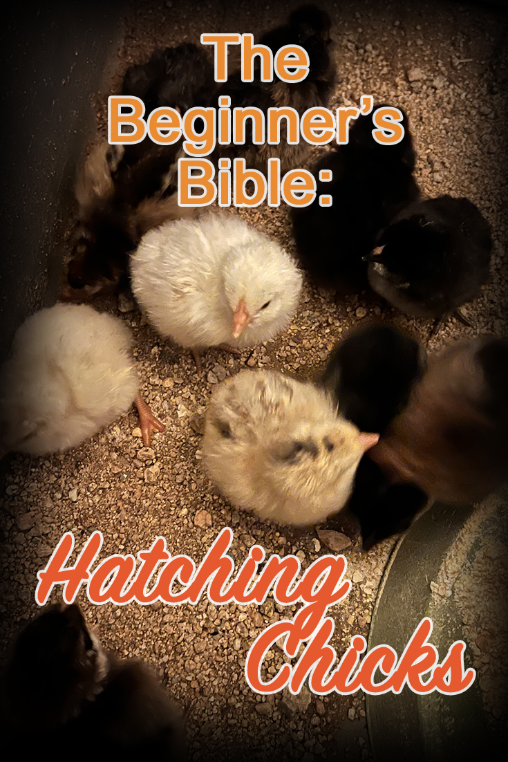 Trying to Incubate Chicken Eggs? What You NEED to Know!