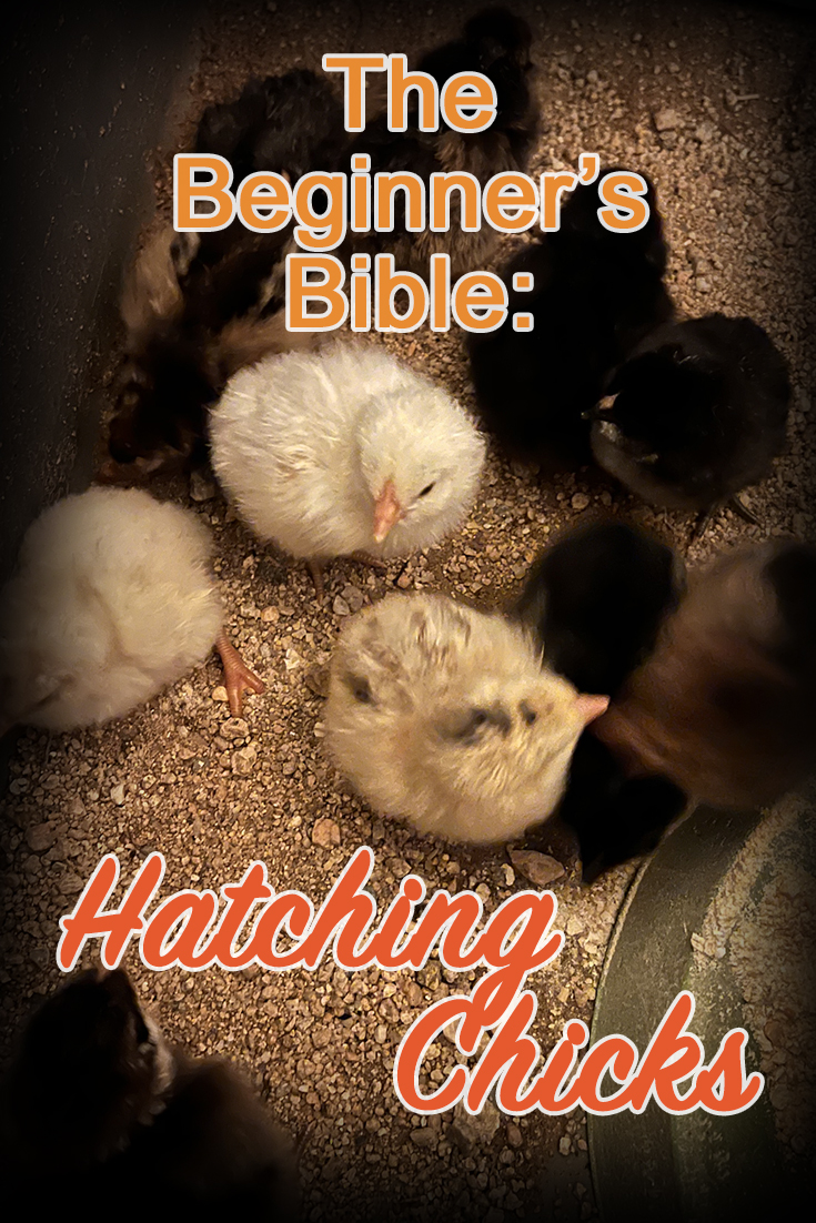 guide to hatching chicks