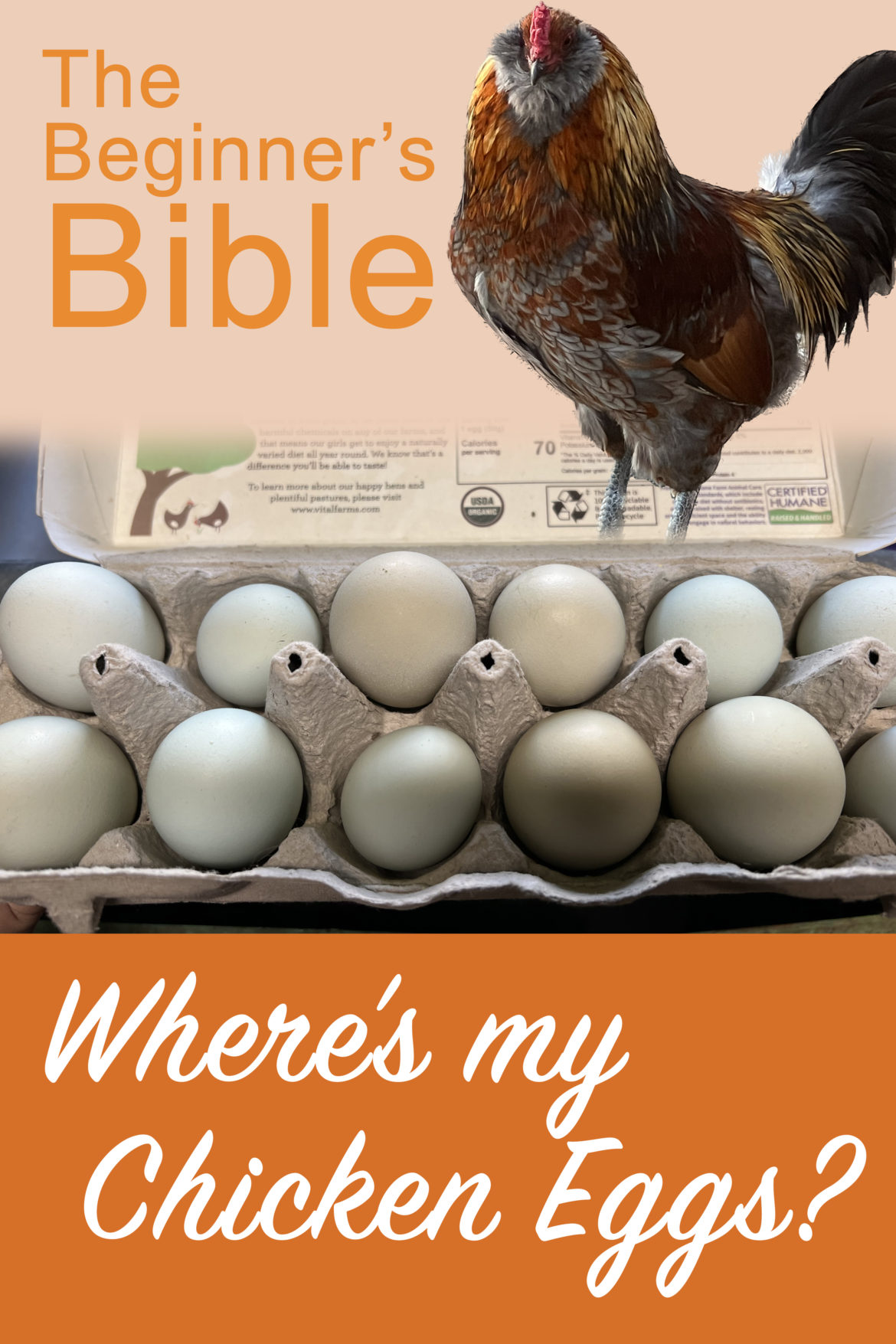 Where’s My Chicken Eggs?