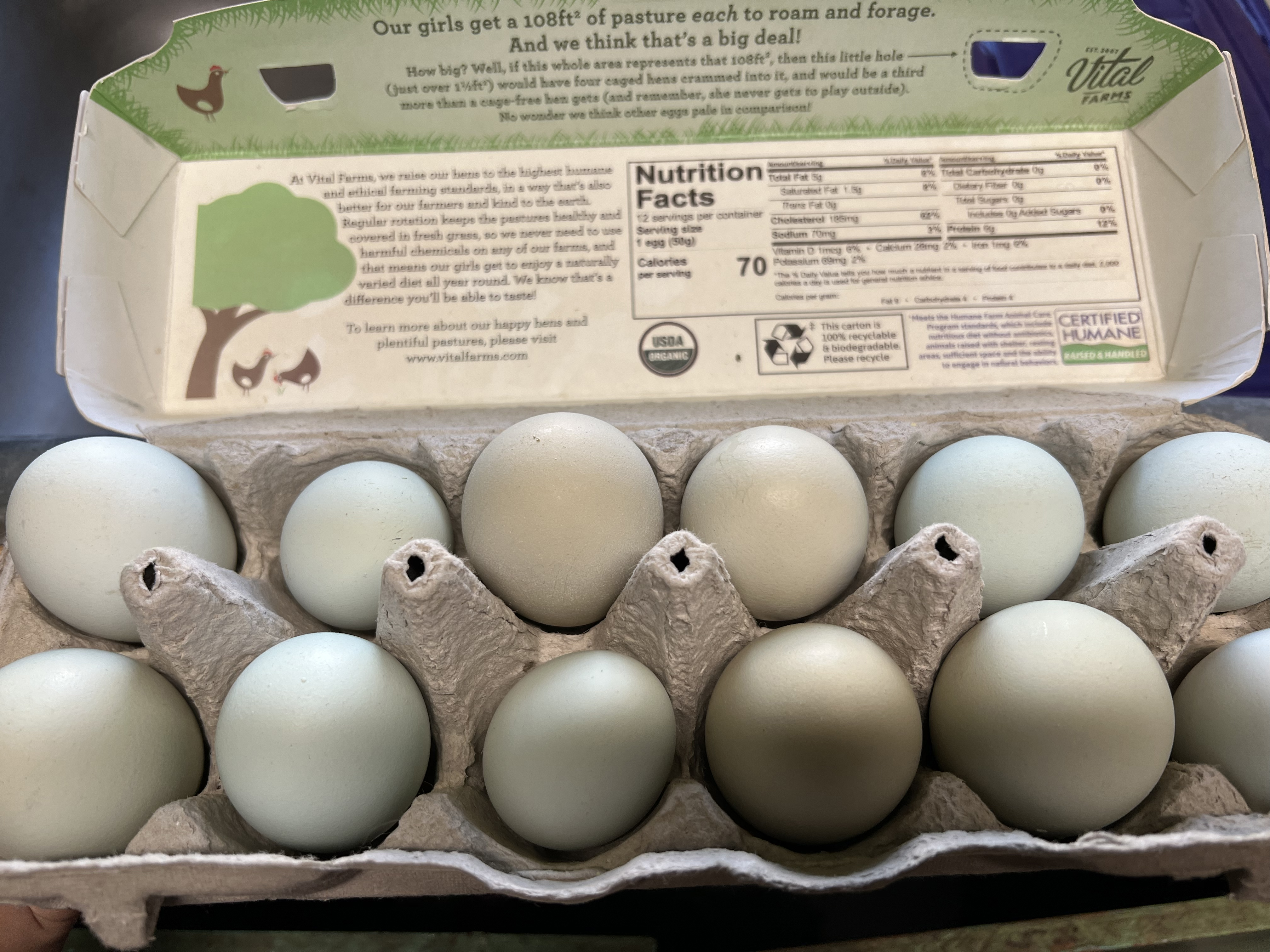 blue and green chicken eggs