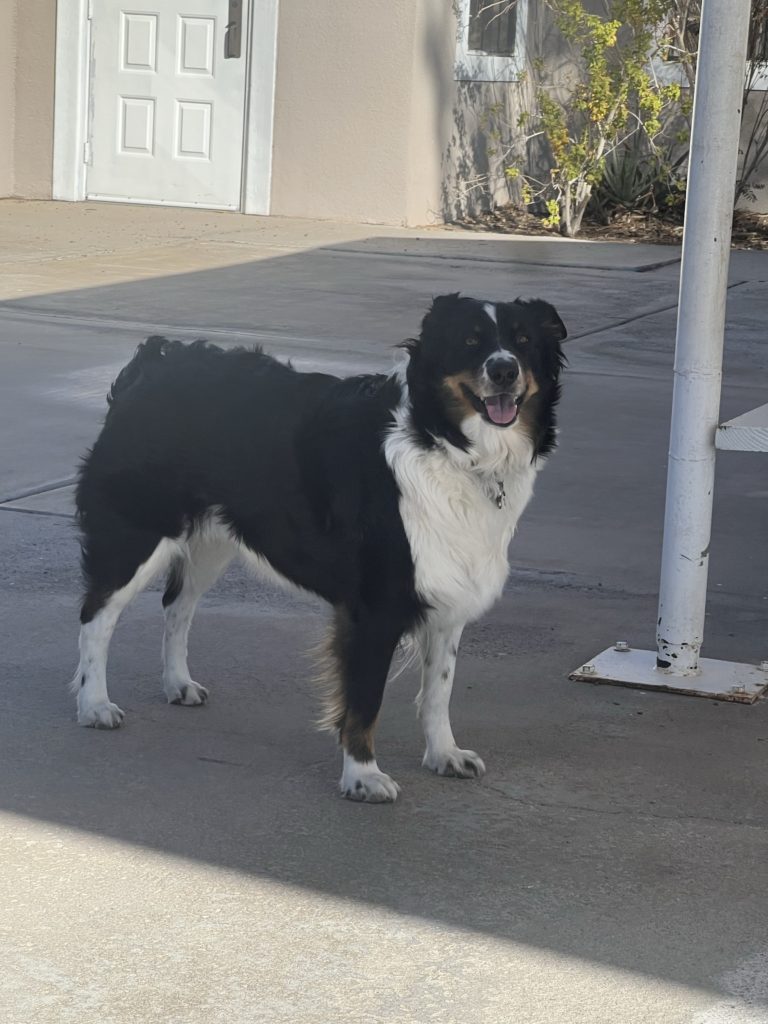 Australian shepherd service dog