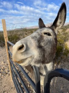 blm adopted burro