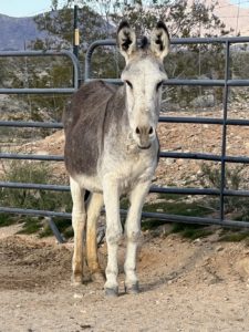 off grid rescued donkey