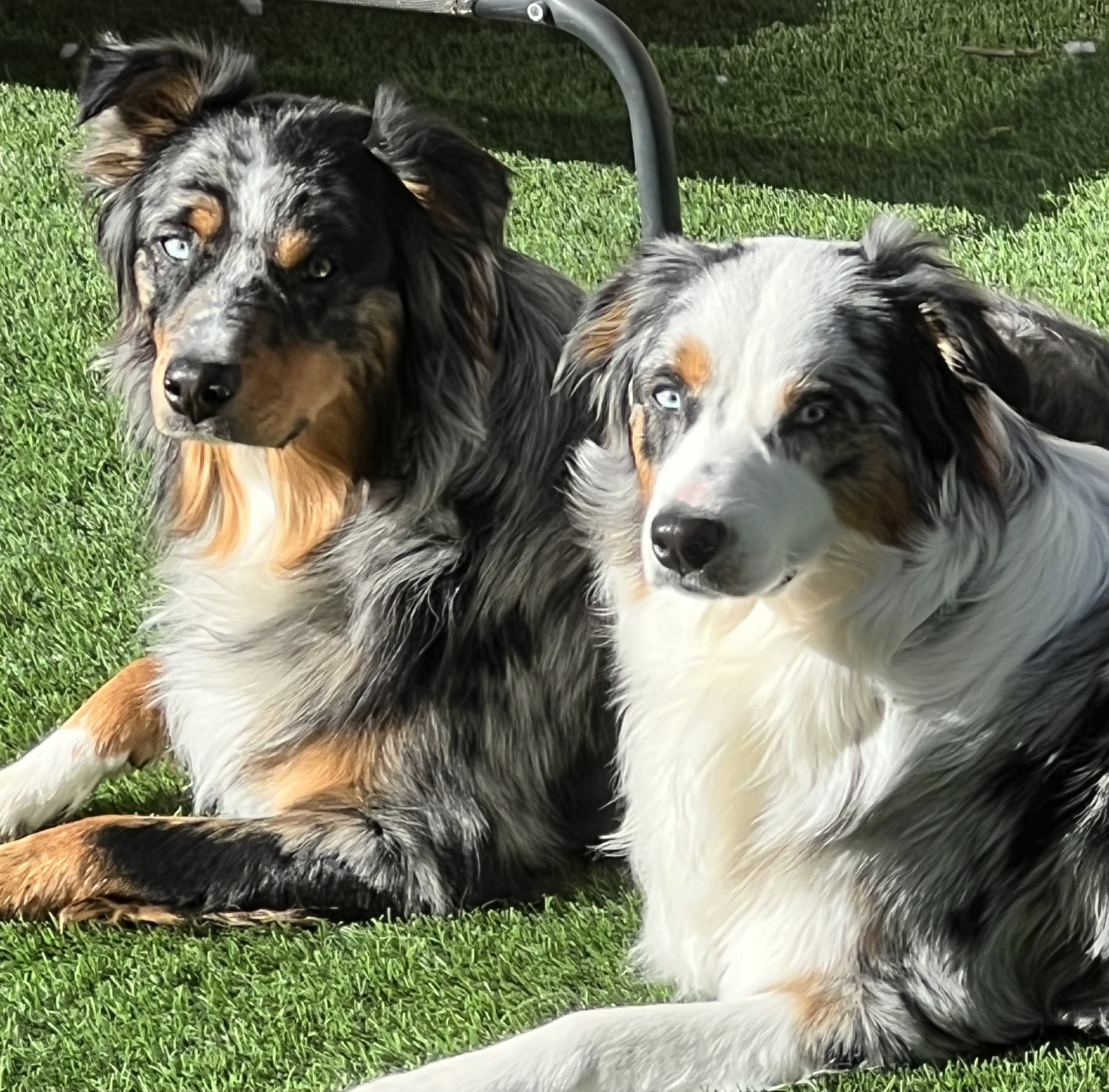 blue merle Australian Shepherds