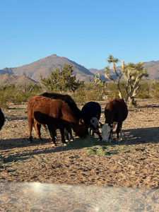 range cattle eating hay
