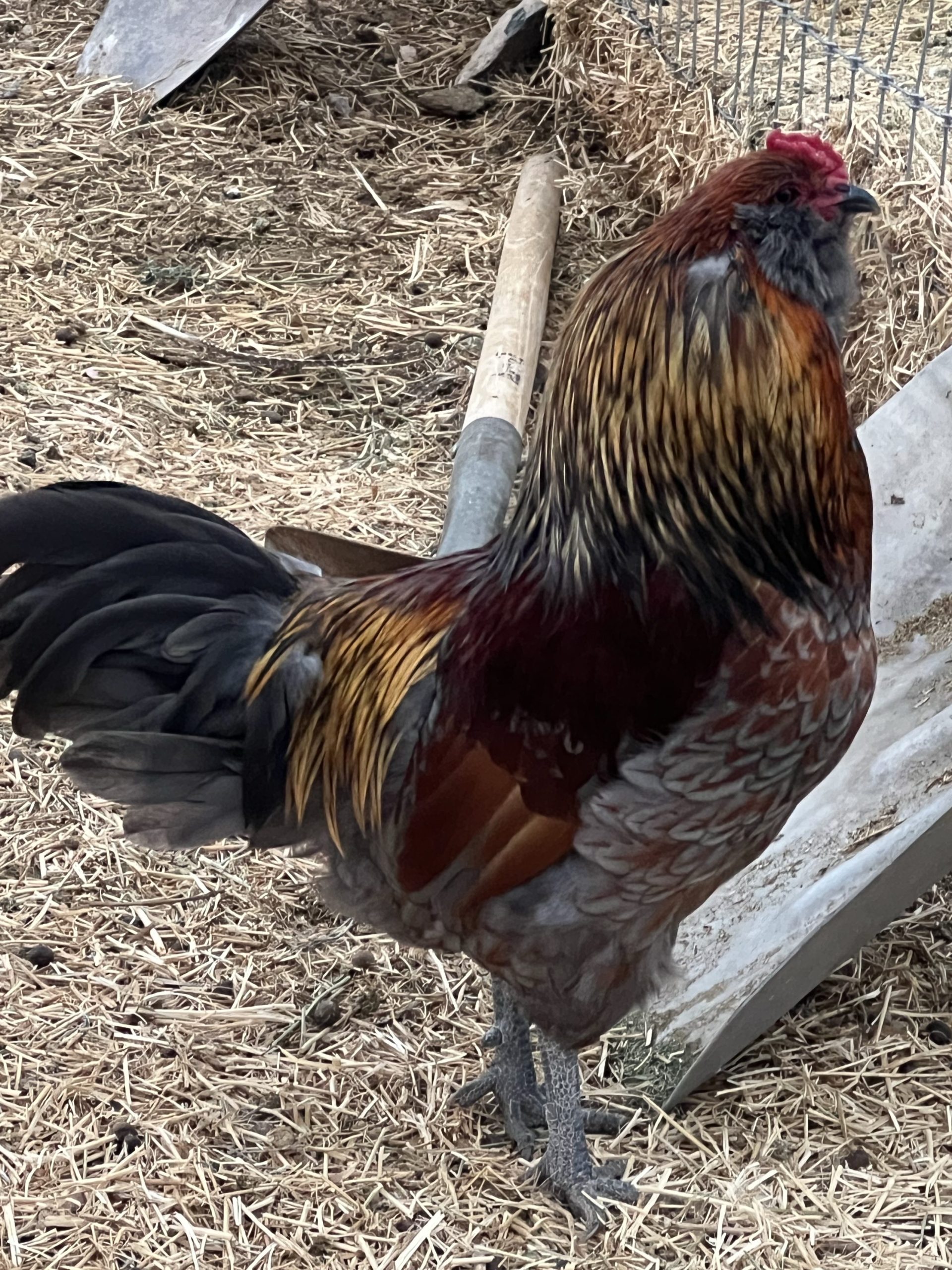 americauna rooster grow food