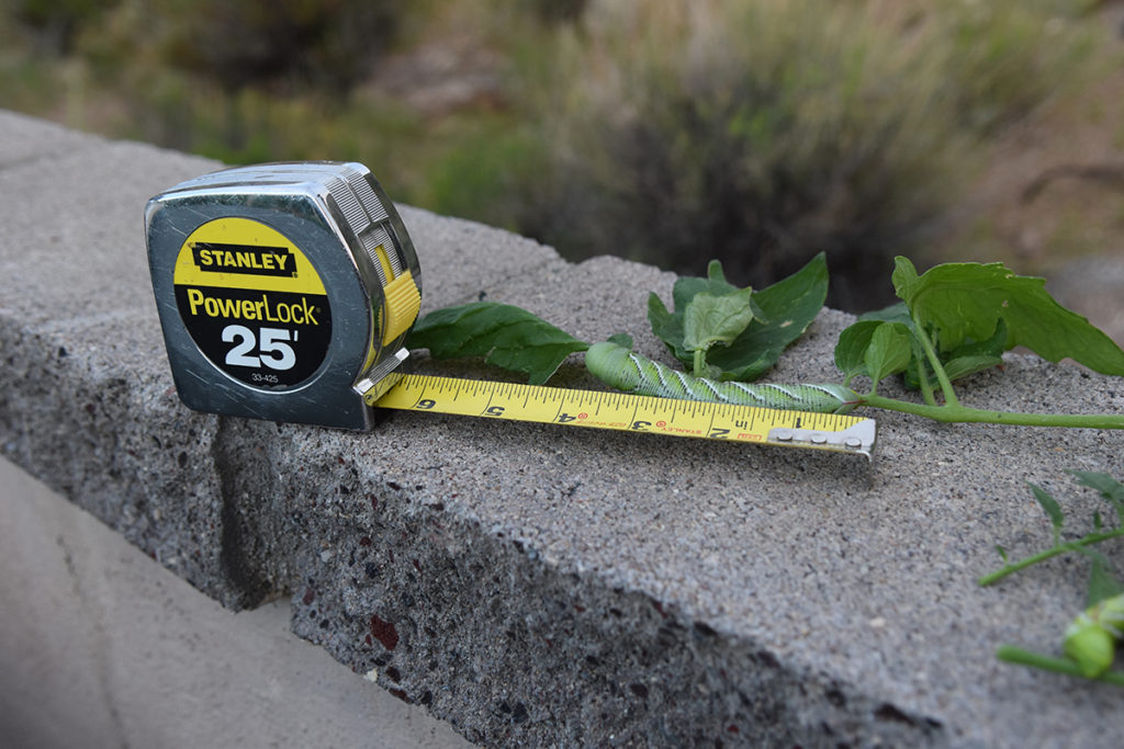 tomato hornworm with measuring tape a true garden pest