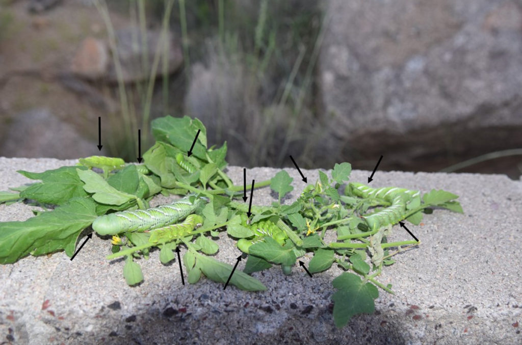 numerous tomato horn worms with tomato leaves