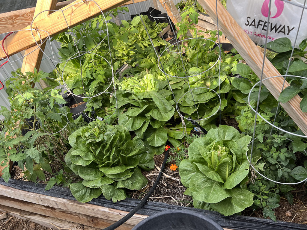 homemade tomato teepee support