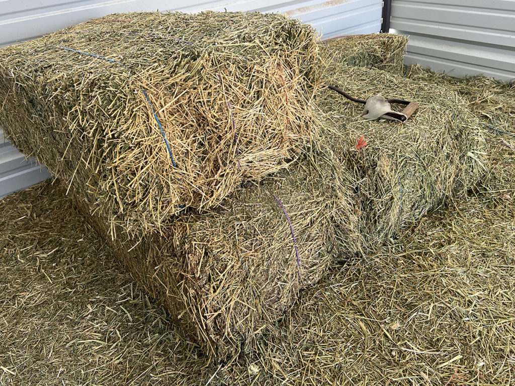 alfalfa hay is the ultimate luxury item