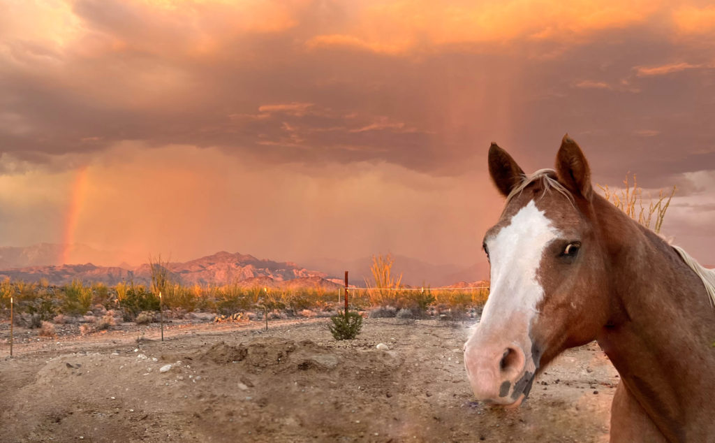 desert horse storm