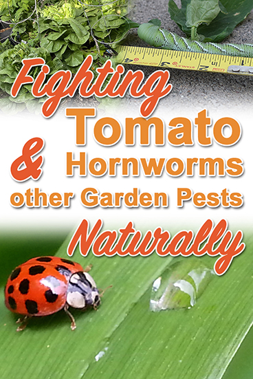 Tomato Hornworms are Lurking! Fight Garden Pests Naturally