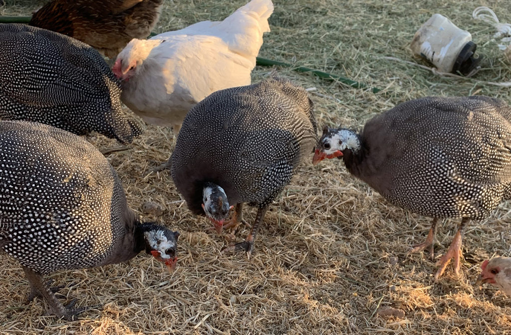 guinea fowl on the farm and in the garden