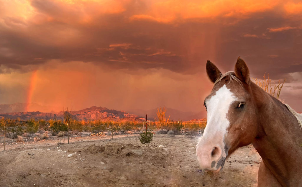 horse in the desert with storm