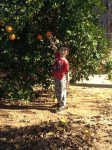 boy with orange tree
