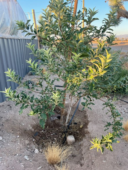 apple tree thriving in desert summer