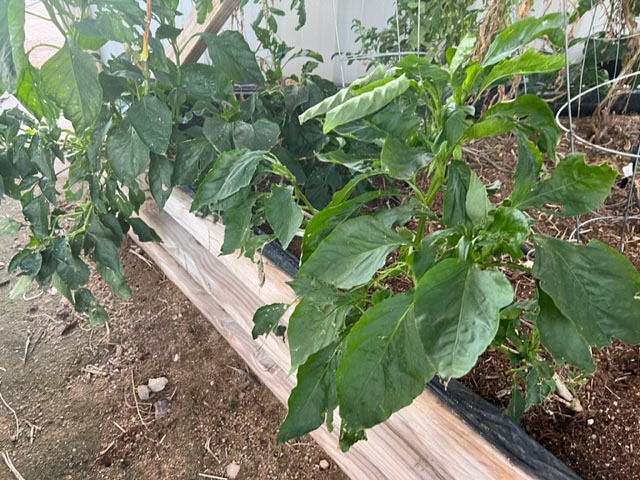 organic bell pepper plants