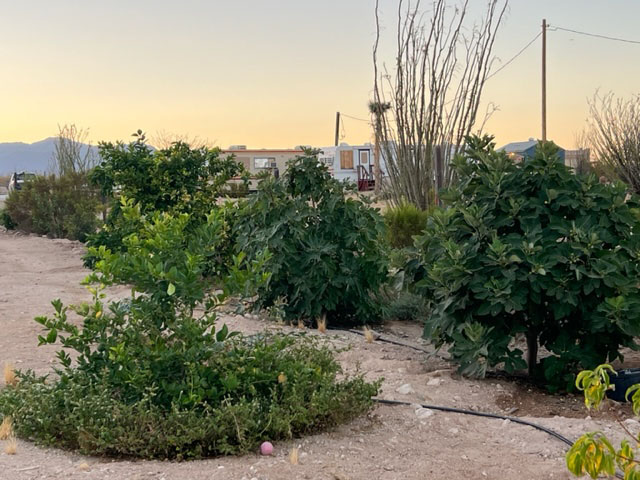 citrus and fig trees love the heat