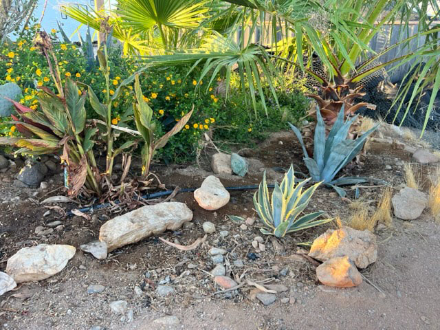 canna lillies, lantana, agave and palm trees