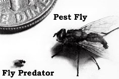 fly predator size