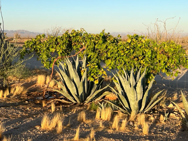 grapevines thriving in summer heat with agave