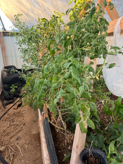 tomatoes being grown in hoop house in August