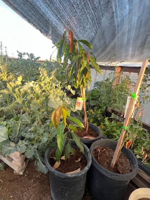 mango trees thriving in heat