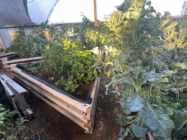 raised beds with peppers, kale, broccoli, marigolds, cilantro