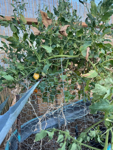 heirloom volunteer tomato growing in shaded raised container