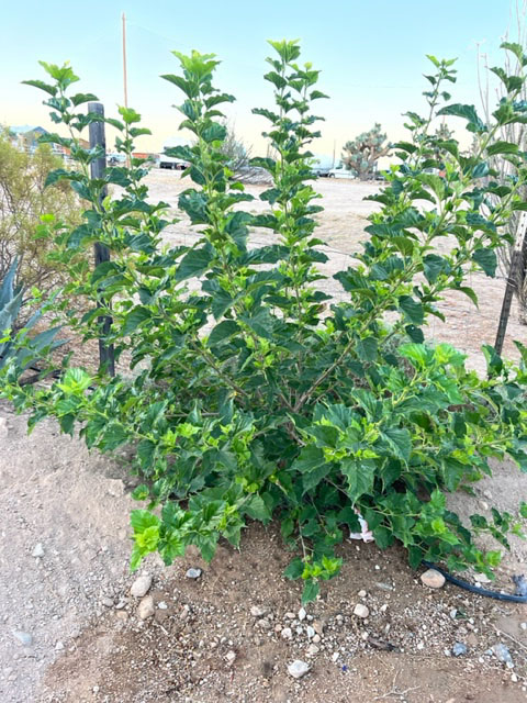 young mulberry tree thriving