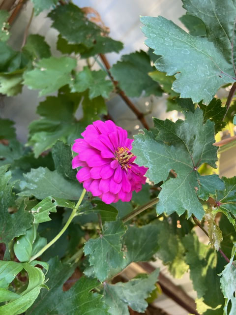 zinnia flower thriving in summer