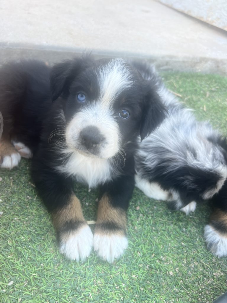 blue eye heterochromia