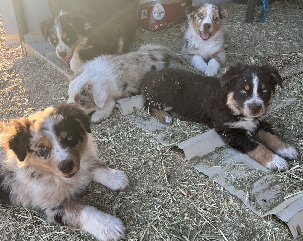 puppies doing chores