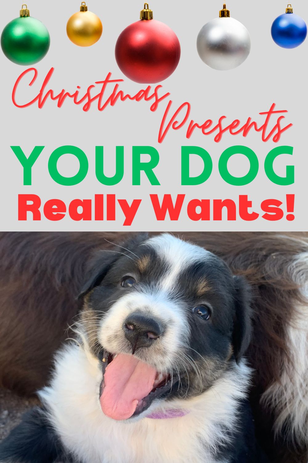 Presents Your Dog Really Wants for Christmas (or just because)!