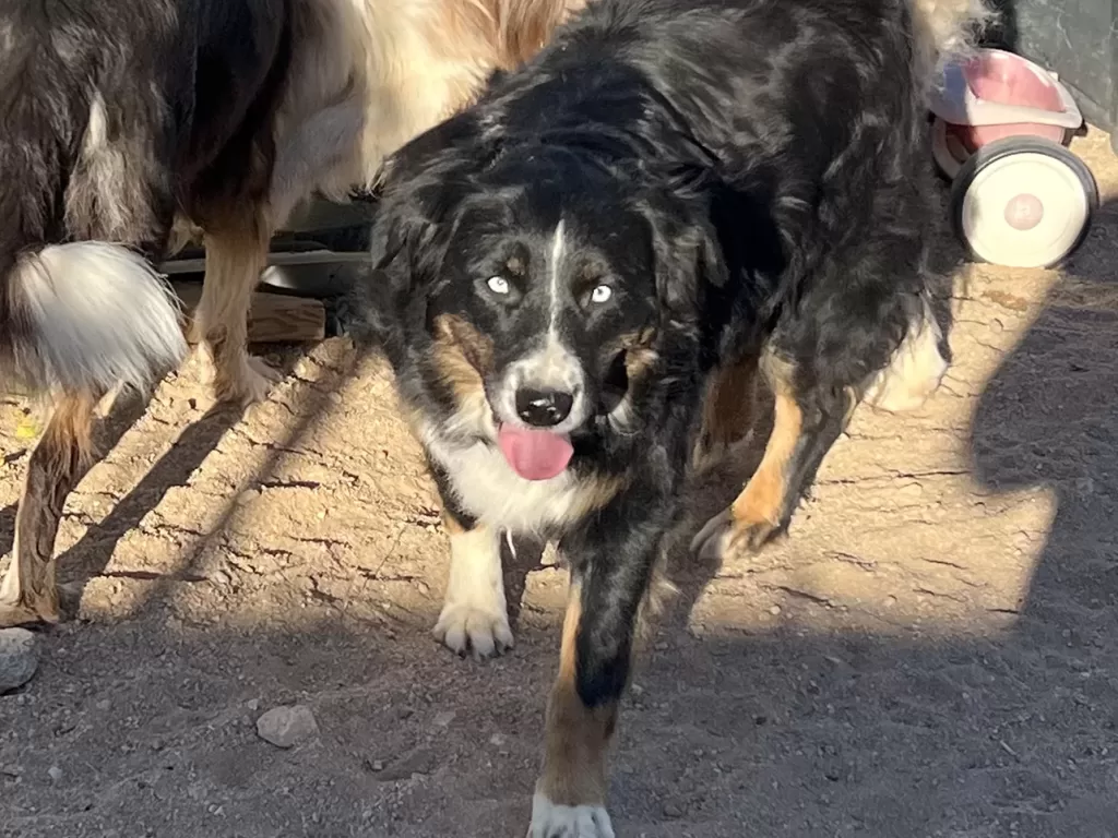 Fairoaks aussie, blue eyed tri australian shepherd