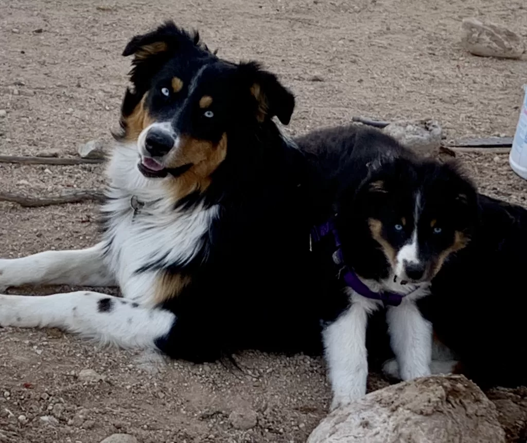 blue eyed tri aussies