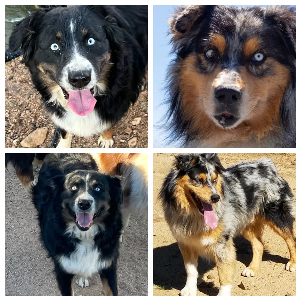 AKC and ASCA registered performance australian shepherds