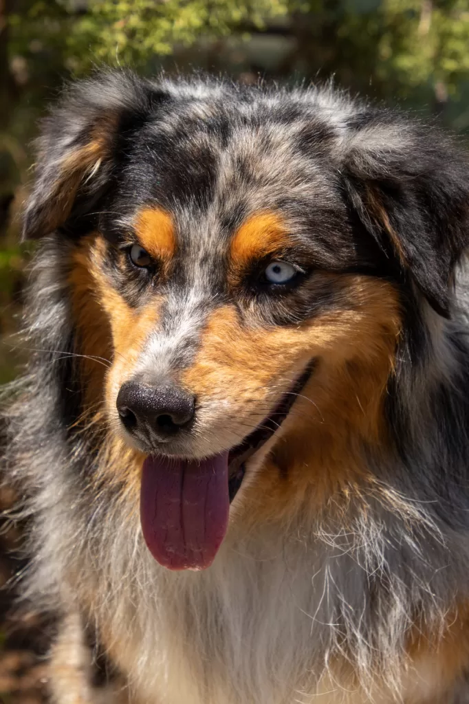 Gideon blue merle australian shepherd mistretta