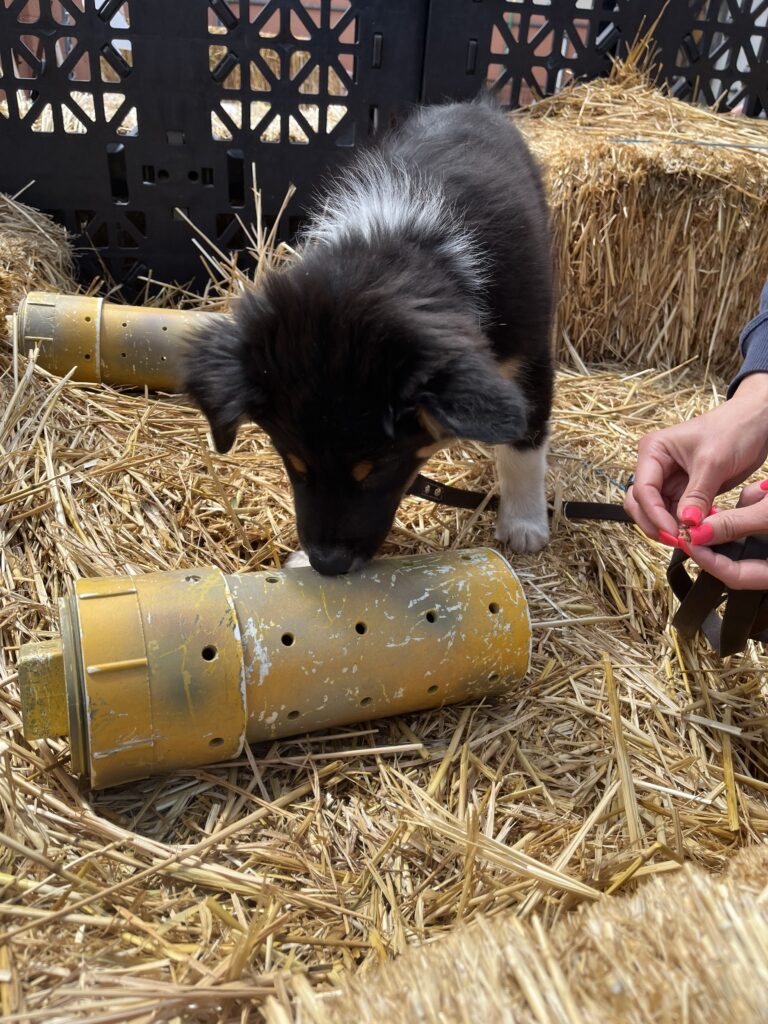 barn hunt scent work