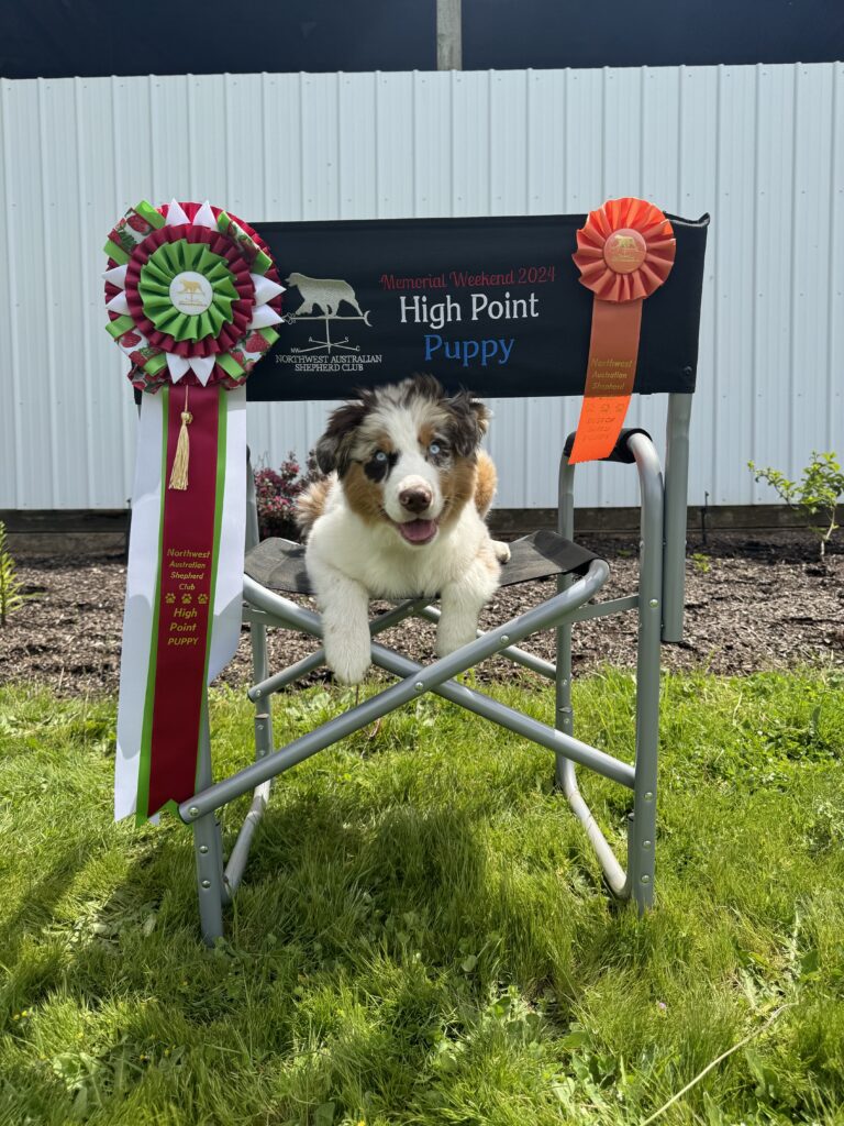 ASC High Point puppy