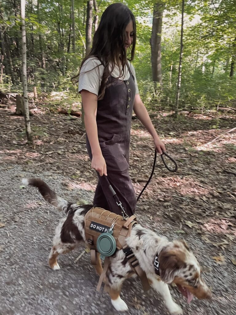 red merle aussie puppy service dog