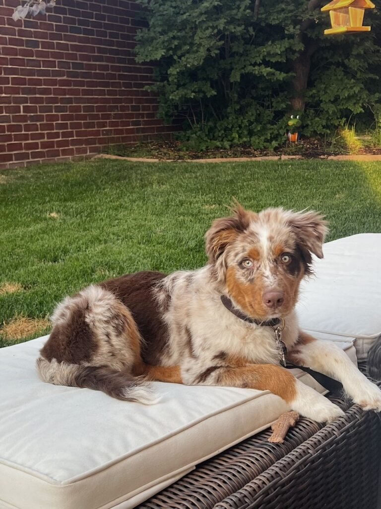 red merle australian shepherd puppy