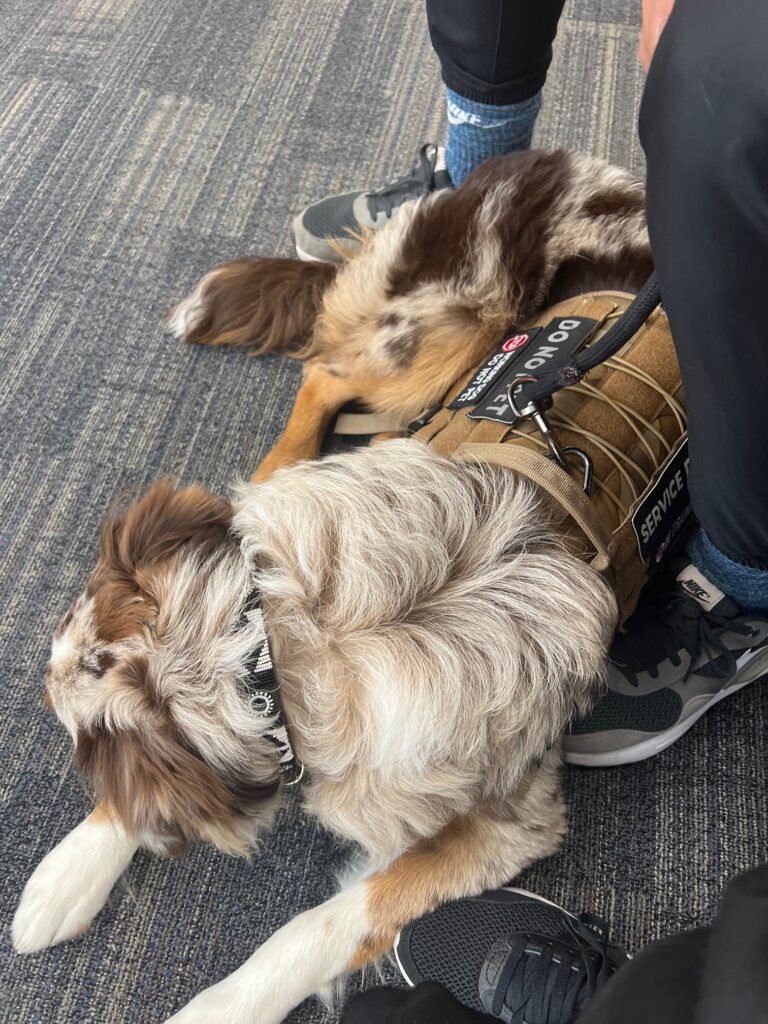 Aussie service dog in training