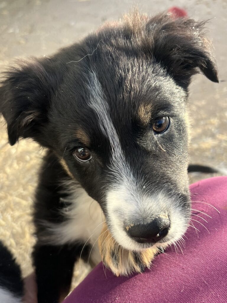 black tri aussie puppy arizona las vegas, full tail