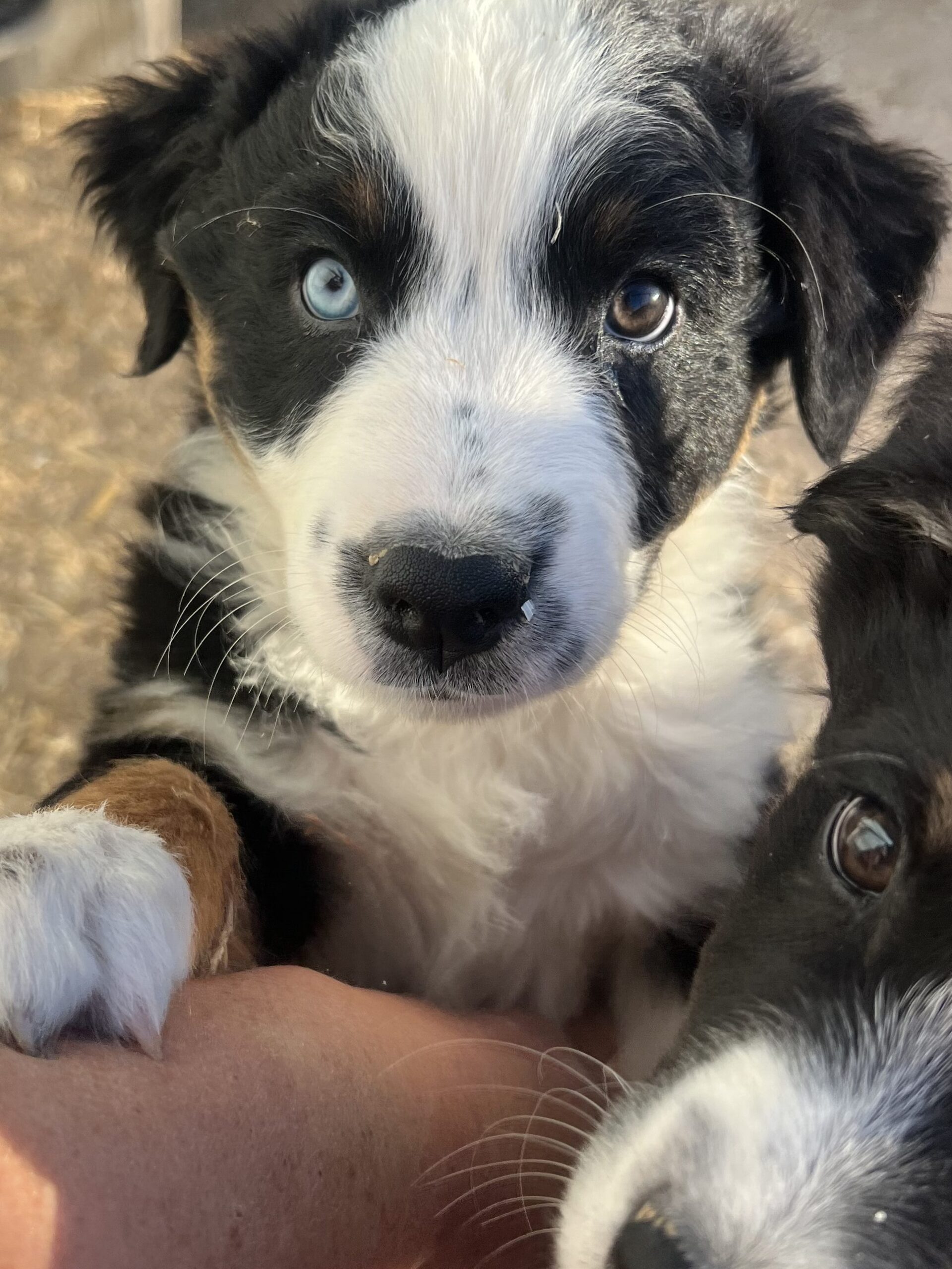 black tri aussie puppy, blue eye, arizona, las vegas, full tail