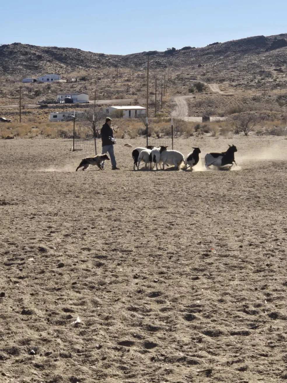 aussie working sheep